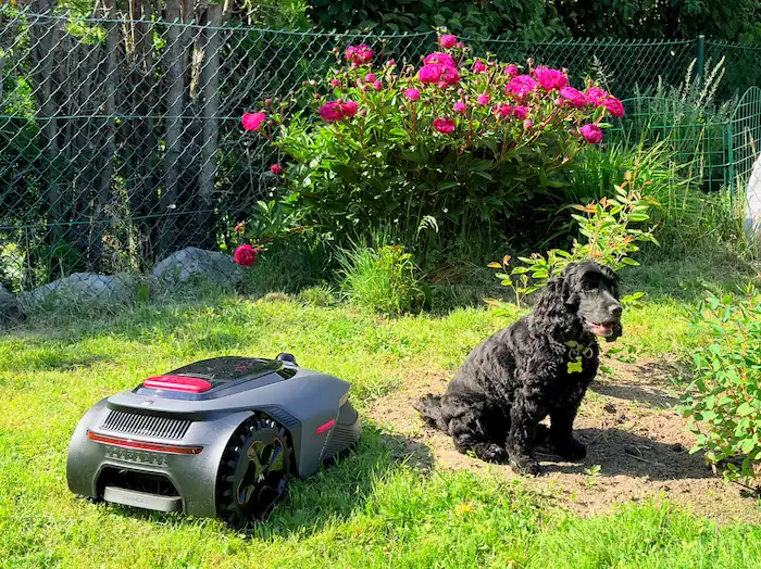Tondeuse Mova LiDAX Ultra avec chien